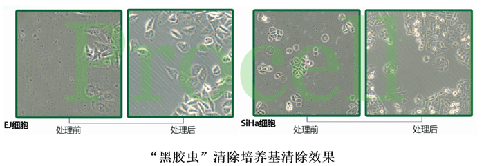 黑胶虫清除效果图--.gif