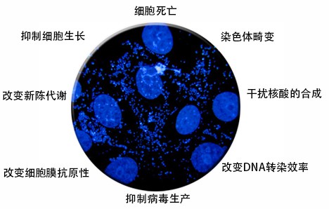 支原体污染特征.jpg