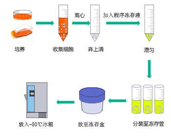 使用冻存盒操作示意图