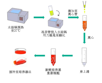 细胞复苏操作示意图