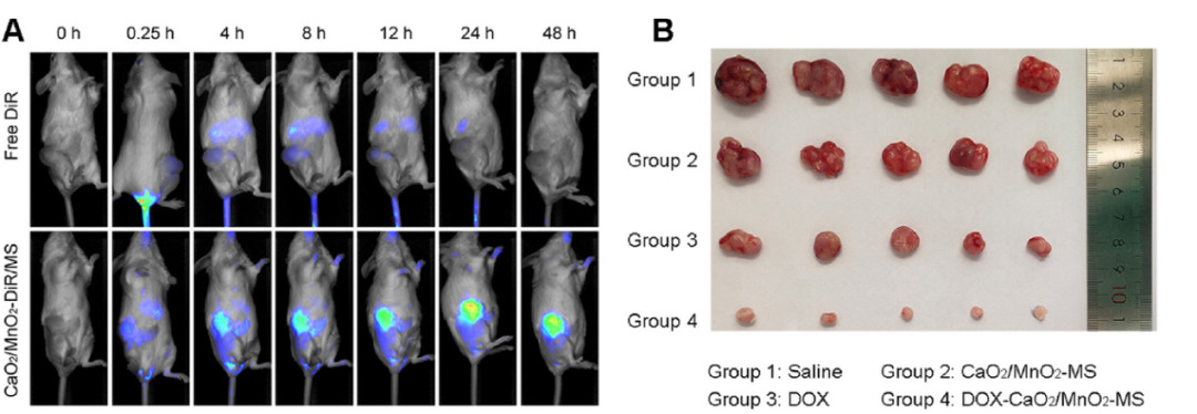 向模型鼠注射DOX- CaO2/MnO2 -MS后药物的定位及肿瘤的大小对比