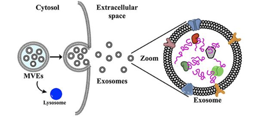 外泌体