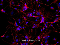  大鼠皮层神经元细胞
