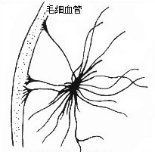 纤维性星形胶质细胞