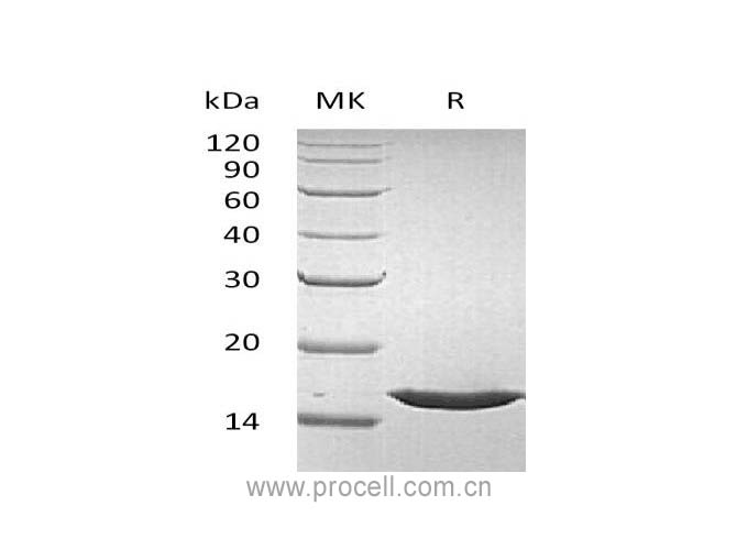 Procell-FGF-1/ FGFa/ FGF-acidic (Phe16-Asp155), Human, Recombinant