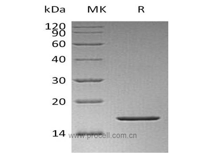 FGF-2/ bFGF/ FGF-b (K128N), Human, Recombinant