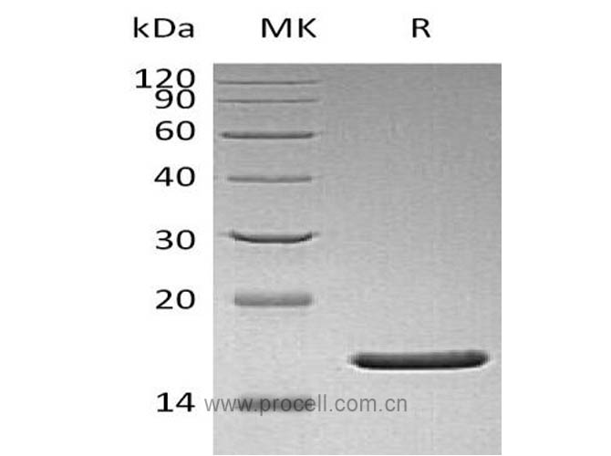 Procell-FGF-2/ bFGF/ FGF-b (Q65I, C96S, N111G), Human, Recombinant