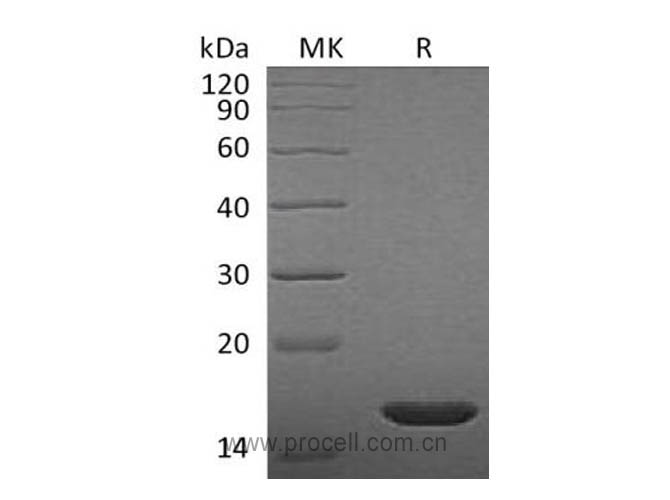 Procell-FGF-2/ bFGF/ FGF-b, Rat, Recombinant