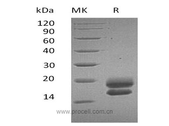 VEGF-A/ VEGF121 (C-6His), Human, Recombinant