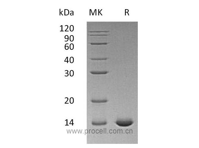 IL-2 (C145S), Human, Recombinant