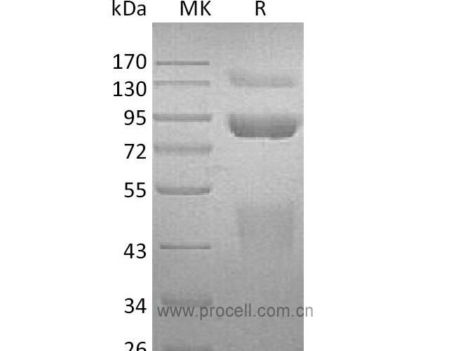 Procell-HGF R/ c-Met/ HGFR, Human, Recombinant