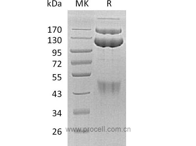 Procell-HGF R/ c-Met/ HGFR (C-Fc), Human, Recombinant