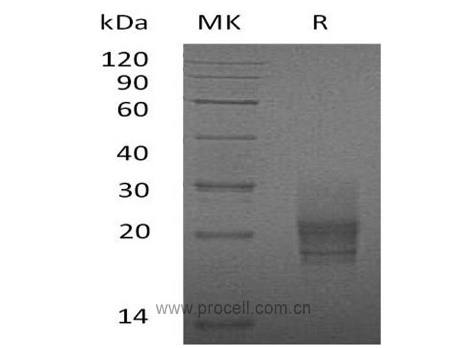 Procell-GM-CSF/ CSF2 (C-6His), Mouse, Recombinant