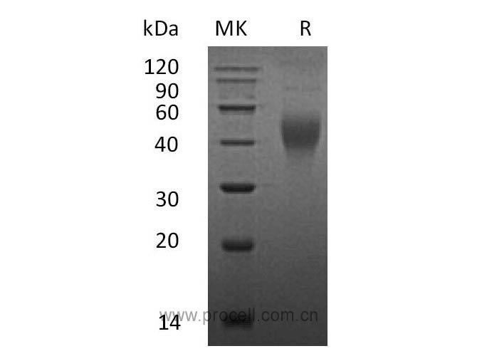 M-CSF/ CSF1, Mouse, Recombinant