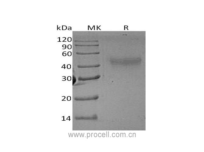 M-CSF/ CSF1, Rat, Recombinant