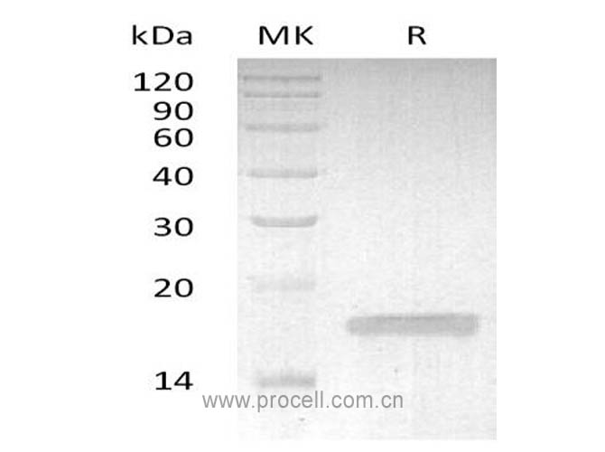 Procell-TNF-α/ TNFA/ TNFSF2, Rabbit, Recombinant