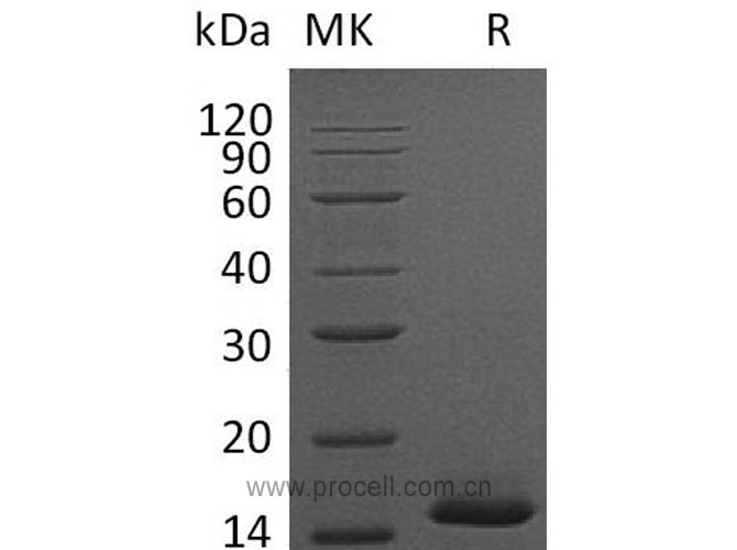 PDGF-BB/ PDGF2 (C-6His), Mouse, Recombinant