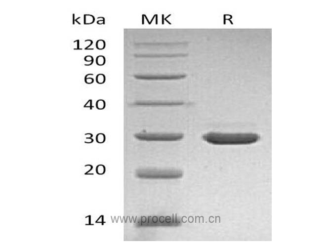 Procell-β-NGF/ NGF/ NGFB (Glu19-Ala241), Human, Recombinant