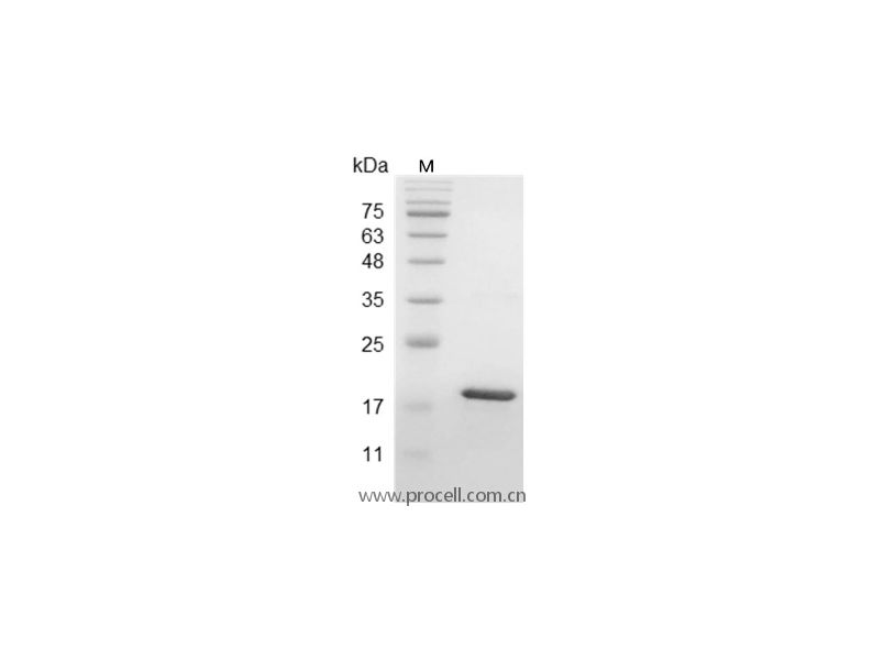 LIF, Human, Recombinant