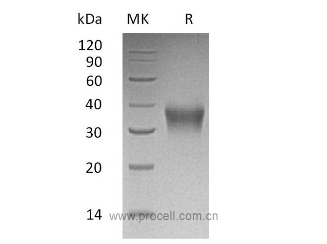 Procell-EPO/ Epoetin (C-6His), Human, Recombinant