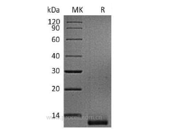 TGFβ3/ TGFB3, Human, Recombinant