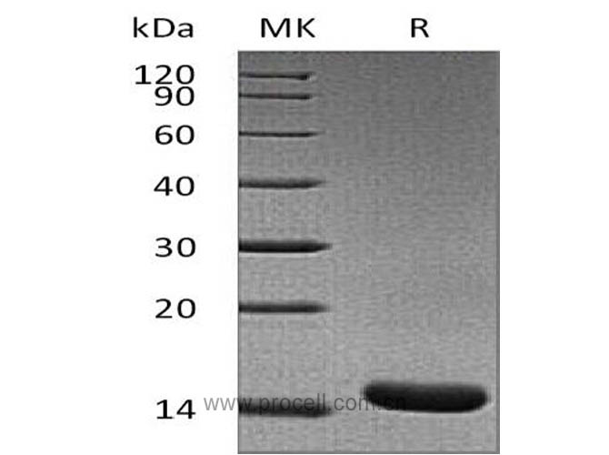 Procell-TNF-α/ TNFA/ TNFSF2, Rat, Recombinant