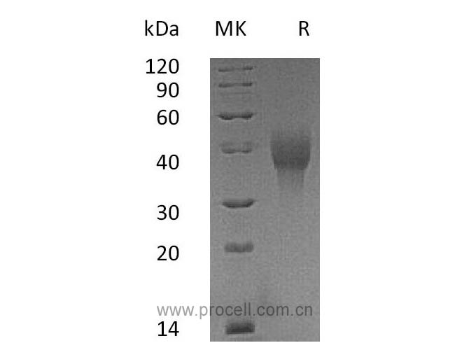 Procell-OX40/ TNFRSF4 (C-6His), Cynomolgus, Recombinant