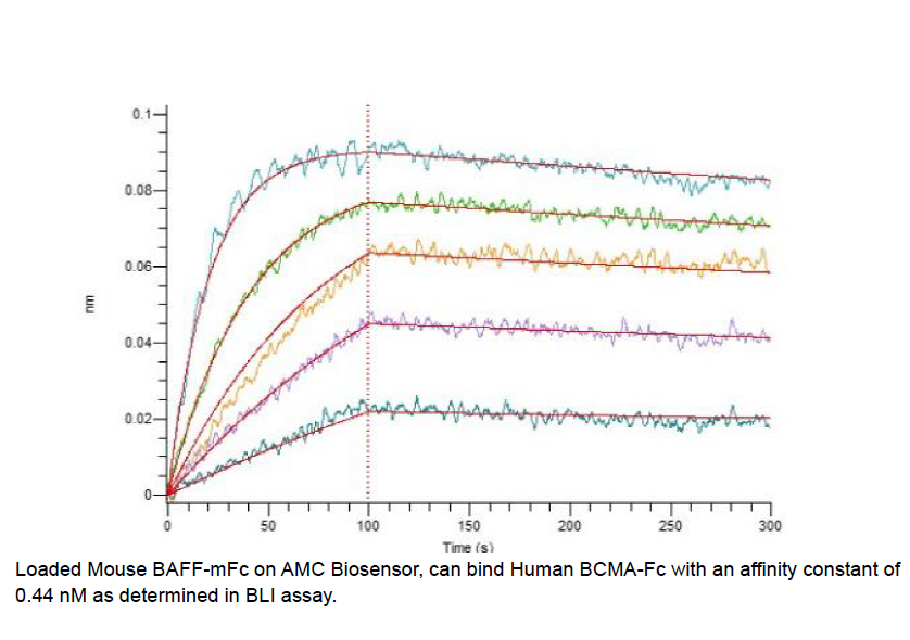 Procell-BCMA/ TNFRSF17 (C-Fc), Human, Recombinant