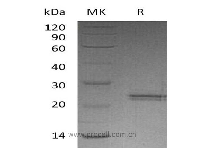 CNTF, Human, Recombinant