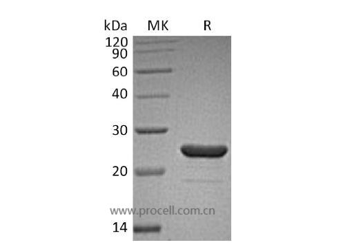 FGF-9/ HBGF-9/ GAF, Human, Recombinant