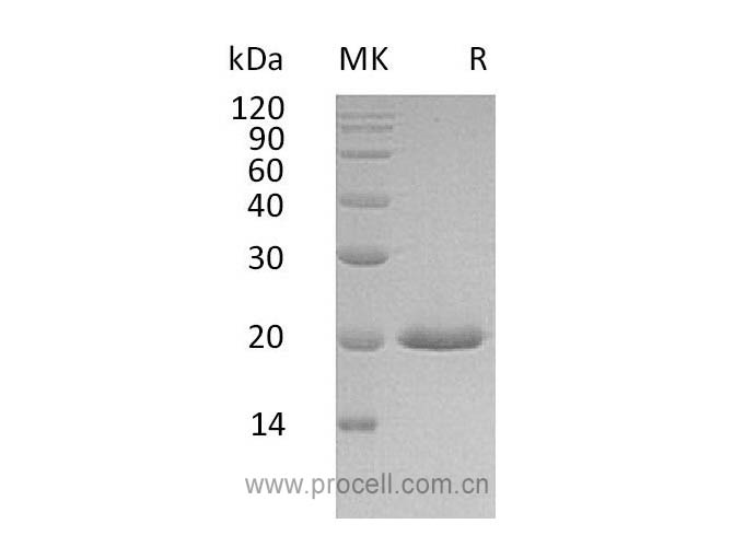 IFNα4/ IFNA4, Human, Recombinant