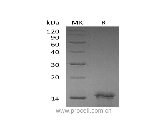 Procell-IL-31, Human, Recombinant