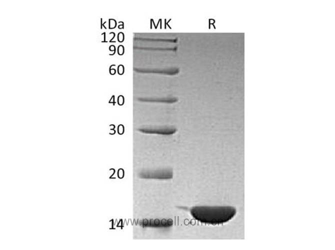 Procell-IL-36γ/ IL-1F9, Human, Recombinant