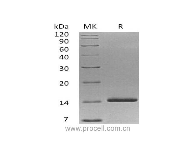 NT3/ NGF-2, Human, Recombinant