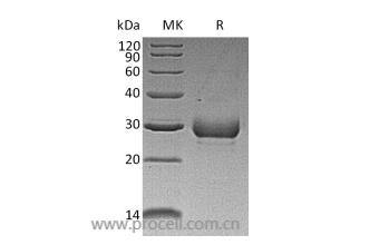 Noggin/ NOG, Human, Recombinant