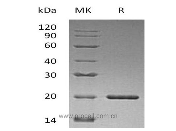 Procell-SHH, Human, Recombinant