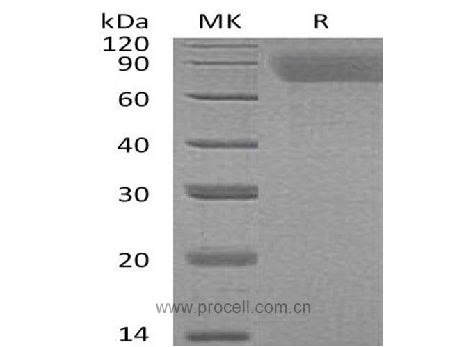 TPO/ THPO (N, C-6His), Human, Recombinant