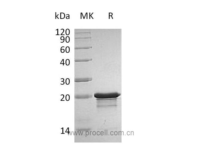 Procell-FGF-8B, Human, Recombinant