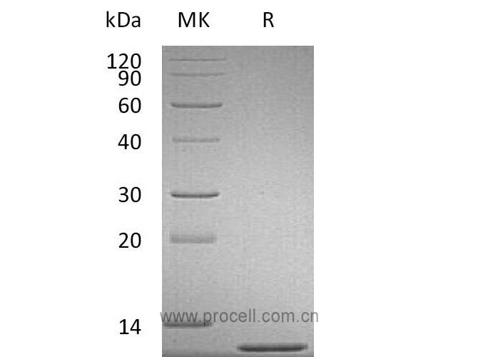 Procell-MCP-1/ CCL2, Mouse, Recombinant