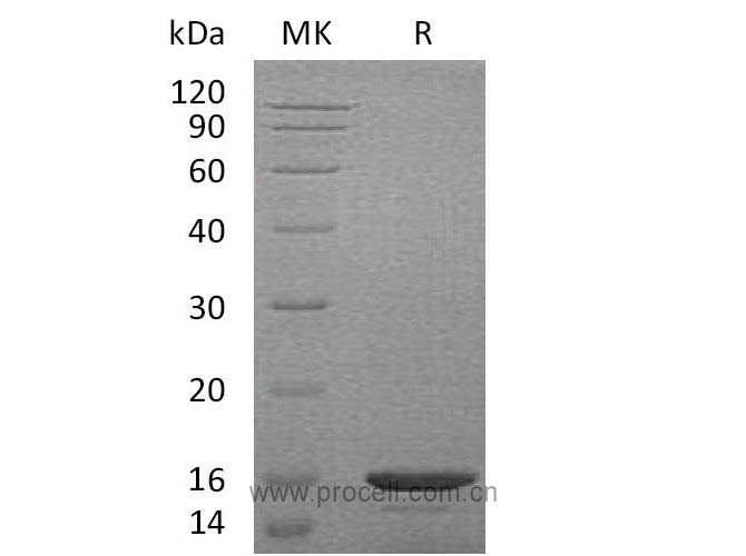 Procell-Exodus-2/ CCL21a, Mouse, Recombinant