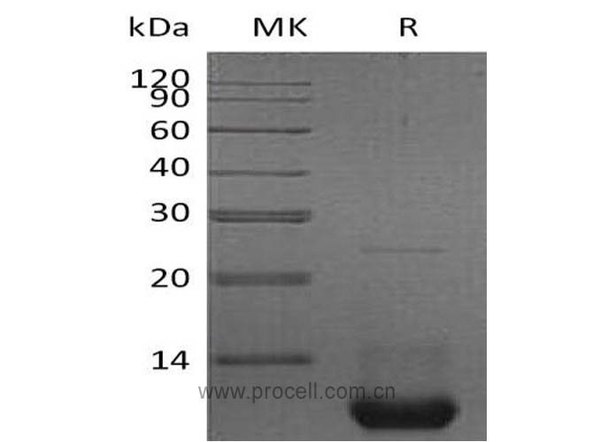 Procell-CXCL2/ MIP-2 / GRO-β, Mouse, Recombinant