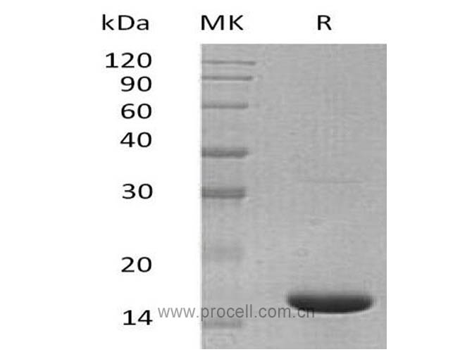 Procell-IL-36α/ Il36a/ IL-1F6, Mouse, Recombinant