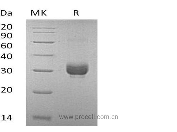 Procell-Noggin/ NOG (C-6His), Mouse, Recombinant