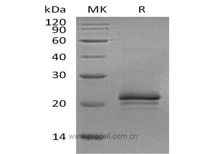 Procell-VEGF/ VEGF-A, Rat, Recombinant