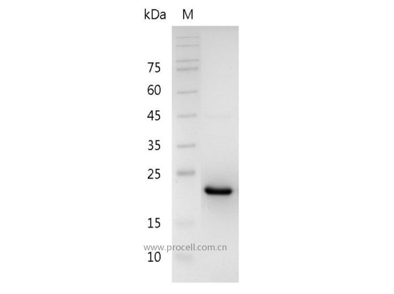 CNTF/AI429687, Mouse, Recombinant