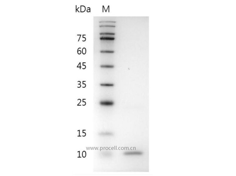 BMP-4/BMP-2B/DVR4, Mouse, Recombinant