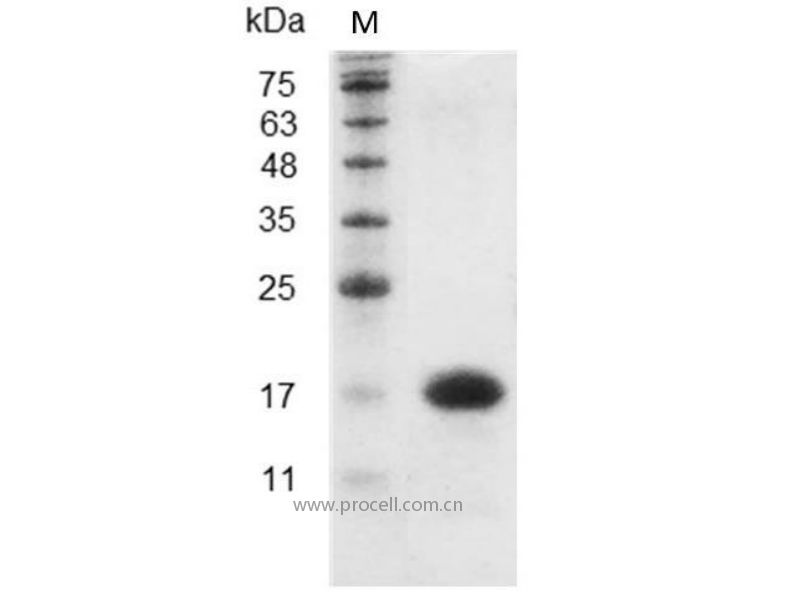 IL-16/LCF, Mouse, Recombinant