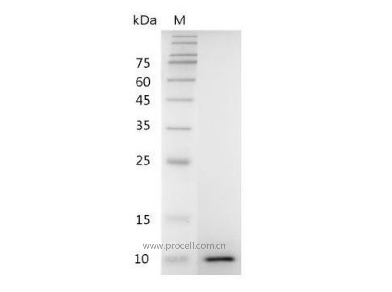 IGF-II, Mouse, Recombinant