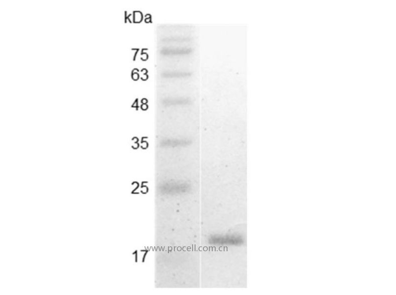 IL-1α/IL1A, Swine, Recombinant