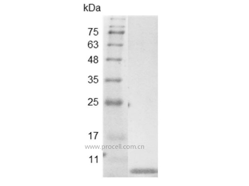 EGF/Urogastrone/URG, Swine, Recombinant